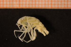  (Neohela monstrosa - Crust 19278V)  @13 [ ] CreativeCommons - Attribution Non-Commercial Share-Alike (2015) Göteborg Natural History Museum Göteborg Natural History Museum