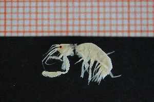 (Cheirocratus assimilis - Crust 17563V)  @11 [ ] CreativeCommons - Attribution Non-Commercial Share-Alike (2015) Göteborg Natural History Museum Göteborg Natural History Museum