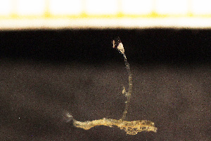  ( - Hydrozoa 1505V)  @11 [ ] CreativeCommons - Attribution Non-Commercial Share-Alike (2015) Göteborg Natural History Museum Göteborg Natural History Museum