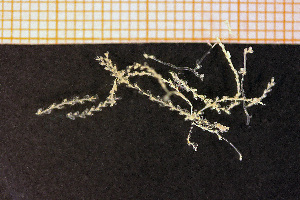  (Sertularella rugosa - Hydrozoa 1641V)  @11 [ ] CreativeCommons - Attribution Non-Commercial Share-Alike (2015) Göteborg Natural History Museum Göteborg Natural History Museum