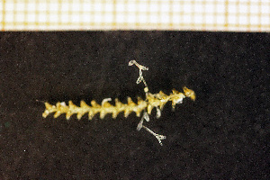  (Sertularella tenella - Hydrozoa 1647V)  @11 [ ] CreativeCommons - Attribution Non-Commercial Share-Alike (2015) Göteborg Natural History Museum Göteborg Natural History Museum