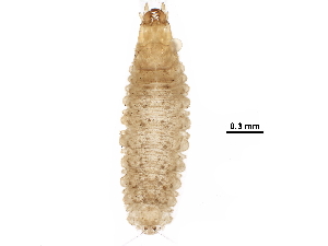  ( - BIOUG27705-G01)  @12 [ ] CreativeCommons - Attribution (2016) CBG Photography Group Centre for Biodiversity Genomics