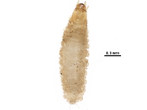  ( - BIOUG27705-G01)  @12 [ ] CreativeCommons - Attribution (2016) CBG Photography Group Centre for Biodiversity Genomics