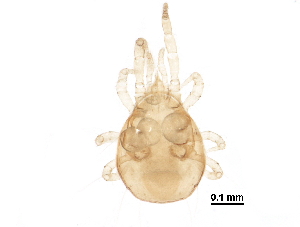  (Proprioseiopsis borealis - BIOUG27742-A11)  @13 [ ] CreativeCommons - Attribution (2016) CBG Photography Group Centre for Biodiversity Genomics