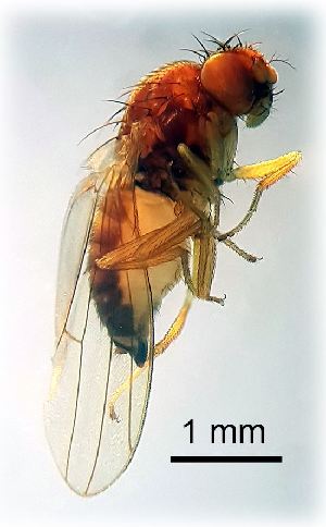  ( - 2022.05.17 Hirtodrosophila cameraria (Dro12))  @11 [ ] CreativeCommons - Attribution Share-Alike (2025) Unspecified University of Lausanne