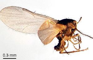  ( - 2025.08.10 Ceratopogonidae (Cerato4))  @11 [ ] CreativeCommons - Attribution Share-Alike (2025) Unspecified University of Lausanne