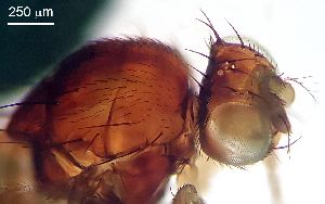  ( - 2022.05.17 Hirtodrosophila cameraria (Dro12))  @11 [ ] CreativeCommons - Attribution Share-Alike (2025) Unspecified University of Lausanne