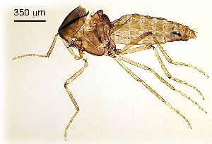  ( - 2025.08.10 Ceratopogonidae (Cerato4))  @11 [ ] CreativeCommons - Attribution Share-Alike (2025) Unspecified University of Lausanne