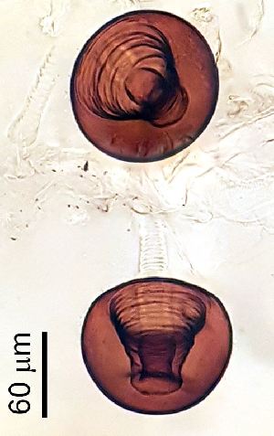  ( - 2022.05.17 Hirtodrosophila cameraria (Dro12))  @11 [ ] CreativeCommons - Attribution Share-Alike (2025) Unspecified University of Lausanne