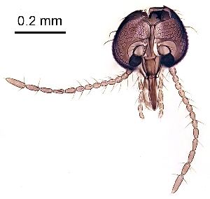  ( - 2025.08.10 Ceratopogonidae (Cerato4))  @11 [ ] CreativeCommons - Attribution Share-Alike (2025) Unspecified University of Lausanne