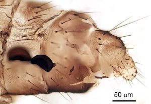  ( - 2025.08.10 Ceratopogonidae (Cerato4))  @11 [ ] CreativeCommons - Attribution Share-Alike (2025) Unspecified University of Lausanne