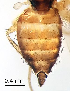  ( - 2022.05.17 Hirtodrosophila cameraria (Dro12))  @11 [ ] CreativeCommons - Attribution Share-Alike (2025) Unspecified University of Lausanne