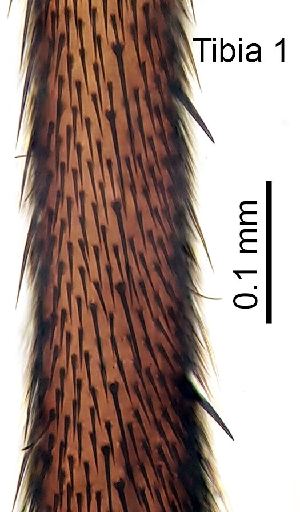  ( - 2021.07.18 Sciara hemerobioides (S5))  @11 [ ] CreativeCommons - Attribution Share-Alike (2024) Unspecified University of Lausanne