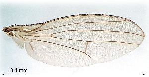  ( - 2022.05.17 Hirtodrosophila cameraria (Dro12))  @11 [ ] CreativeCommons - Attribution Share-Alike (2025) Unspecified University of Lausanne