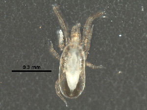  ( - BIOUG26317-H02)  @13 [ ] CreativeCommons - Attribution (2016) CBG Photography Group Centre for Biodiversity Genomics