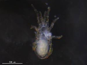  ( - BIOUG26317-H02)  @11 [ ] CreativeCommons - Attribution (2019) CBG Photography Group Centre for Biodiversity Genomics