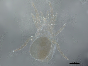  ( - BIOUG26317-H02)  @11 [ ] CreativeCommons - Attribution (2021) CBG Photography Group Centre for Biodiversity Genomics