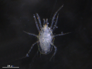  ( - BIOUG26317-H11)  @11 [ ] CreativeCommons - Attribution (2019) CBG Photography Group Centre for Biodiversity Genomics