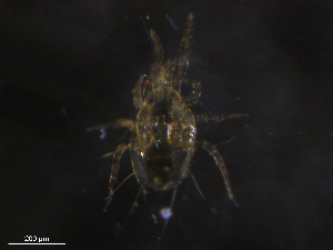  ( - BIOUG26319-E07)  @11 [ ] CreativeCommons - Attribution (2019) CBG Photography Group Centre for Biodiversity Genomics