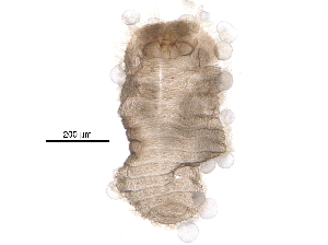  ( - BIOUG23956-G09)  @12 [ ] CreativeCommons - Attribution (2015) CBG Photography Group Centre for Biodiversity Genomics