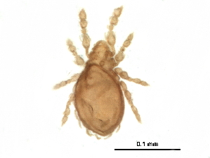  (Eremellidae - BIOUG24225-E05)  @14 [ ] CreativeCommons - Attribution (2015) CBG Photography Group Centre for Biodiversity Genomics