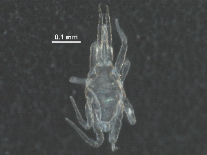 (Cunaxinae - BIOUG24230-A03)  @14 [ ] CreativeCommons - Attribution (2016) CBG Photography Group Centre for Biodiversity Genomics