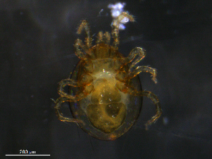  ( - BIOUG24685-B03)  @11 [ ] CreativeCommons - Attribution (2019) CBG Photography Group Centre for Biodiversity Genomics