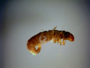  ( - 08-SWRC-0901)  @13 [ ] CreativeCommons - Attribution (2009) Stroud Water Research Center Stroud Water Research Center