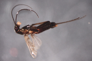  (Allocapnia rickeri - 10-SWRC-0092)  @13 [ ] CreativeCommons - Attribution (2010) Stroud Water Research Center (SWRC) SWRC