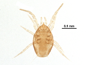  (Proprioseiopsis sp. JCS39 - BIOUG24571-E04)  @13 [ ] CreativeCommons - Attribution (2016) CBG Photography Group Centre for Biodiversity Genomics