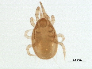  (Proprioseiopsis sp. JCS35 - BIOUG24571-F01)  @13 [ ] CreativeCommons - Attribution (2016) CBG Photography Group Centre for Biodiversity Genomics
