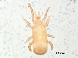  ( - BIOUG24573-A01)  @13 [ ] CreativeCommons - Attribution (2016) CBG Photography Group Centre for Biodiversity Genomics