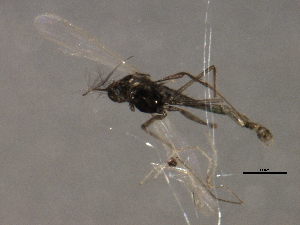  ( - 09PROBE-01607_prey1)  @12 [ ] CreativeCommons - Attribution (2009) CBG Photography Group Centre for Biodiversity Genomics