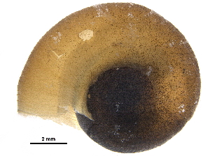  ( - BIOUG36451-A04)  @11 [ ] CreativeCommons - Attribution (2017) CBG Photography Group Centre for Biodiversity Genomics