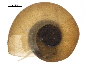  ( - BIOUG36451-C03)  @11 [ ] CreativeCommons - Attribution (2017) CBG Photography Group Centre for Biodiversity Genomics