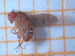  (Drosophila mediostriata - sc_00737)  @13 [ ] CreativeCommons - Attribution Non-Commercial Share-Alike (2014) Sylvain Charlat Laboratoire de Biométrie et Biologie évolutive, CNRS, Université Lyon 1