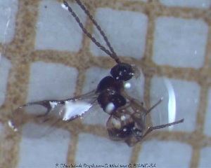  ( - sc_02108)  @12 [ ] CreativeCommons - Attribution Non-Commercial Share-Alike (2014) Sylvain Charlat Laboratoire de Biom&eacute;trie et Biologie &eacute;volutive, CNRS, Universit&eacute; Lyon 1