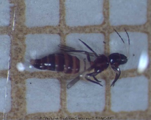  (Franklinothrips vespiformis - sc_02123)  @13 [ ] CreativeCommons - Attribution Non-Commercial Share-Alike (2014) Sylvain Charlat Laboratoire de Biométrie et Biologie évolutive, CNRS, Université Lyon 1