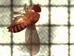  (Drosophila kikkawai - sc_07026)  @12 [ ] CreativeCommons - Attribution Non-Commercial Share-Alike (2014) Sylvain Charlat Laboratoire de Biométrie et Biologie évolutive, CNRS, Université Lyon 1