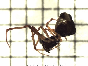  (Argyrodes samoensis - sc_08031)  @12 [ ] CreativeCommons - Attribution Non-Commercial Share-Alike (2014) Sylvain Charlat Laboratoire de Biométrie et Biologie évolutive, CNRS, Université Lyon 1