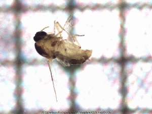  ( - sc_09548)  @11 [ ] CreativeCommons - Attribution Non-Commercial Share-Alike (2014) Sylvain Charlat Laboratoire de Biométrie et Biologie évolutive, CNRS, Université Lyon 1