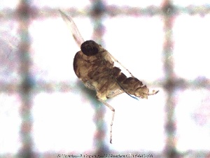  ( - sc_09549)  @11 [ ] CreativeCommons - Attribution Non-Commercial Share-Alike (2014) Sylvain Charlat Laboratoire de Biométrie et Biologie évolutive, CNRS, Université Lyon 1