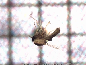  ( - sc_09550)  @11 [ ] CreativeCommons - Attribution Non-Commercial Share-Alike (2014) Sylvain Charlat Laboratoire de Biométrie et Biologie évolutive, CNRS, Université Lyon 1