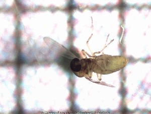  ( - sc_09551)  @11 [ ] CreativeCommons - Attribution Non-Commercial Share-Alike (2014) Sylvain Charlat Laboratoire de Biométrie et Biologie évolutive, CNRS, Université Lyon 1