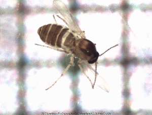  ( - sc_09552)  @11 [ ] CreativeCommons - Attribution Non-Commercial Share-Alike (2014) Sylvain Charlat Laboratoire de Biométrie et Biologie évolutive, CNRS, Université Lyon 1