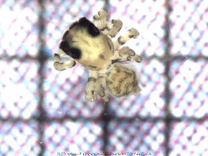  (Thorelliola - sc_09967)  @11 [ ] CreativeCommons - Attribution Non-Commercial Share-Alike (2014) Sylvain Charlat Laboratoire de Biométrie et Biologie évolutive, CNRS, Université Lyon 1