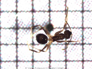  ( - sc_10188)  @12 [ ] CreativeCommons - Attribution Non-Commercial Share-Alike (2014) Sylvain Charlat Laboratoire de Biométrie et Biologie évolutive, CNRS, Université Lyon 1
