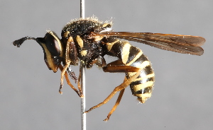  (Sphecomyia vespiforme - CNC Diptera 224797)  @15 [ ] CreativeCommons - Attribution Non-Commercial Share-Alike (2014) Jeffrey H. Skevington Agriculture and Agri-Food Canada