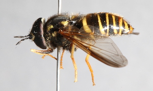  ( - CNC Diptera 224803)  @11 [ ] CreativeCommons - Attribution Non-Commercial Share-Alike (2014) Jeffrey H. Skevington Agriculture and Agri-Food Canada