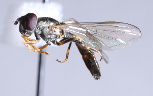  ( - CNC Diptera 224928)  @12 [ ] CreativeCommons - Attribution Non-Commercial Share-Alike (2014) Jeffrey H. Skevington Agriculture and Agri-Food Canada